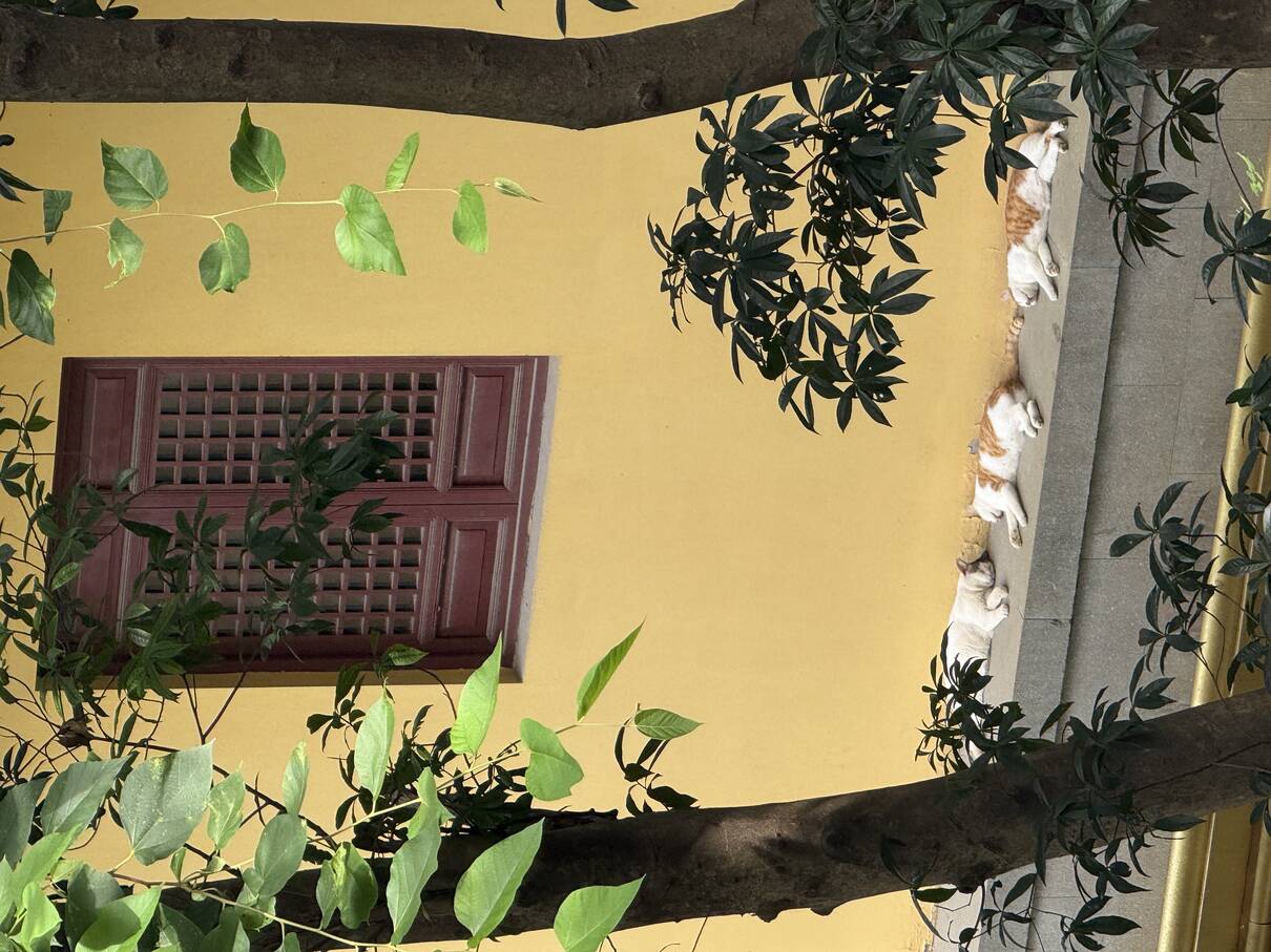 Latest Image
